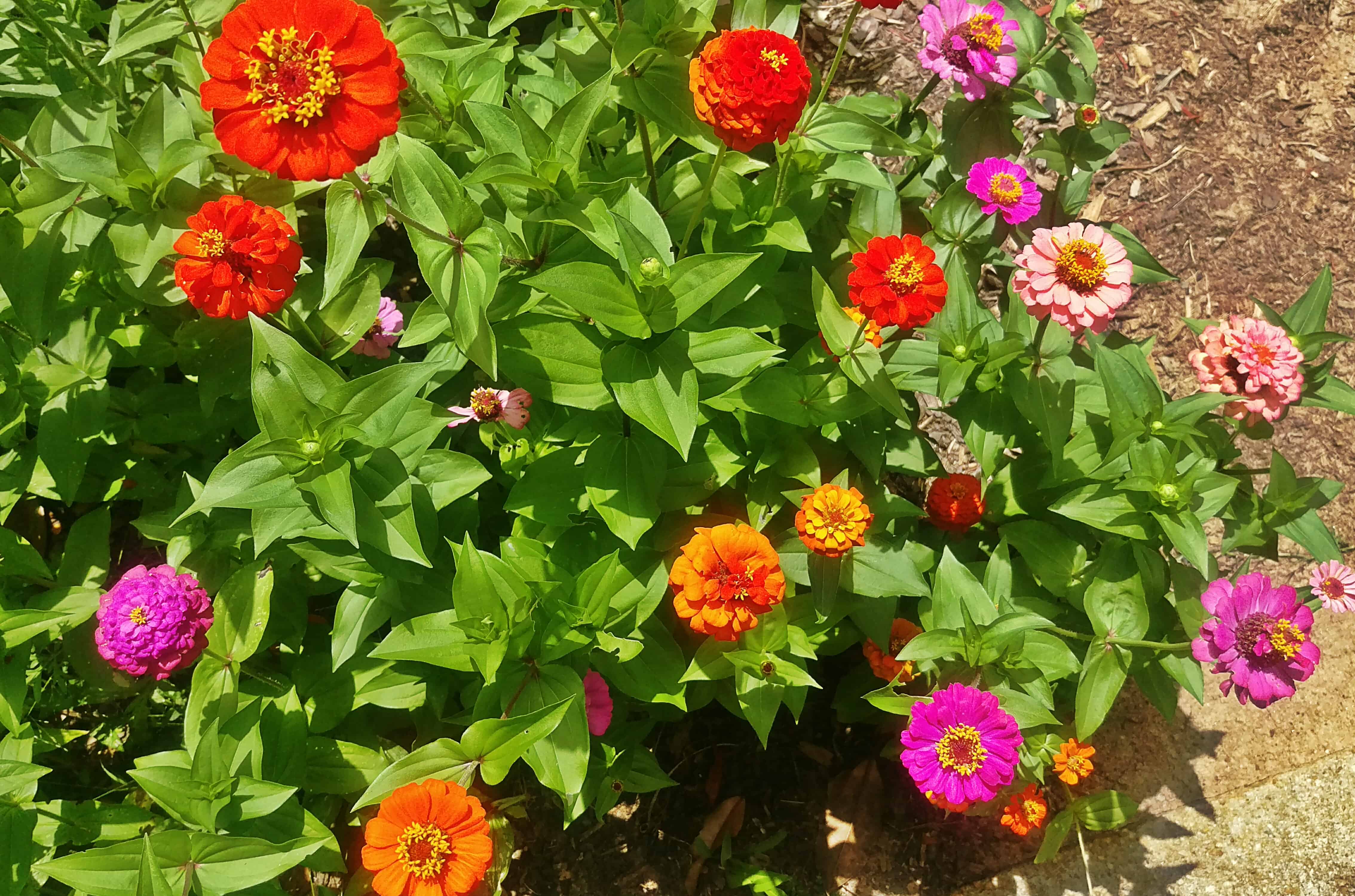 Easy Zinnia Seed Mix | Biscuits & Burlap