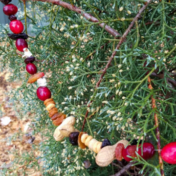 edible treat garland on tree.