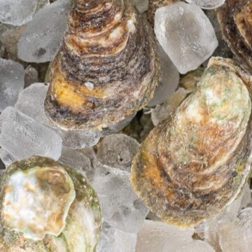 cropped-oyster-roast-fb.jpg