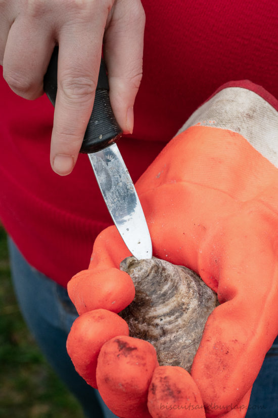 gloved hand opening oyster with oyster knife