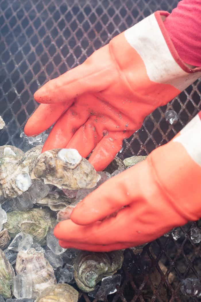 two gloved hands with oysters