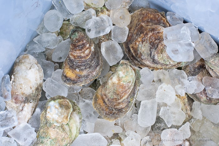 oysters in cooler on ice