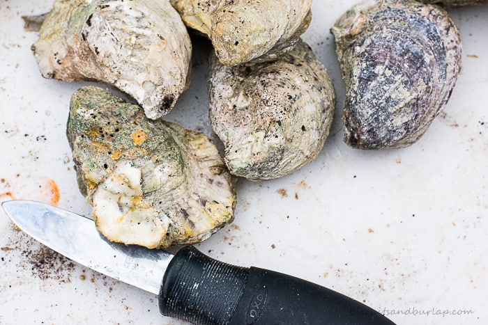 oysters and ice with oyster knife