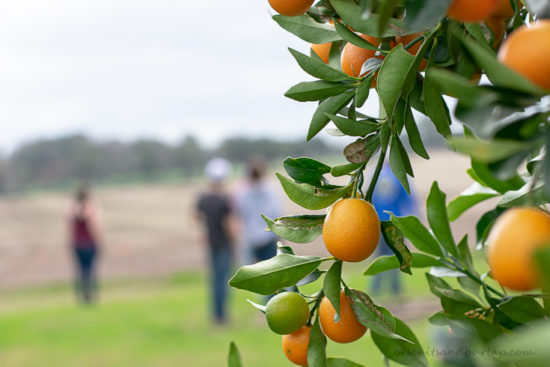 citrus tree