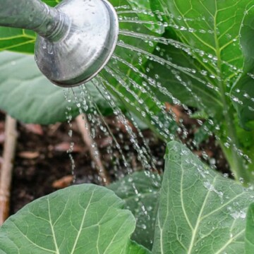 watering can sprinkling collard greens.