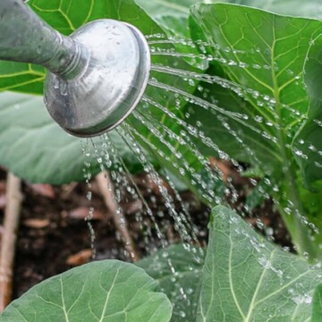 watering can sprinkling collard greens.