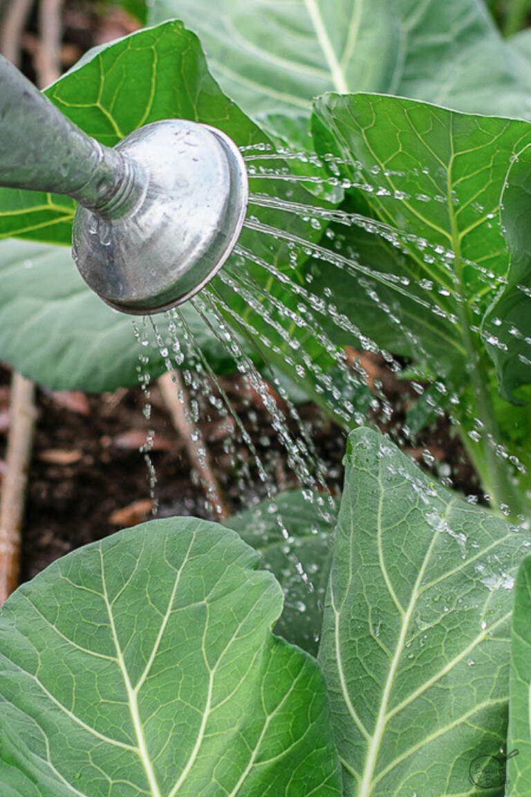 How to Clean Collard Greens