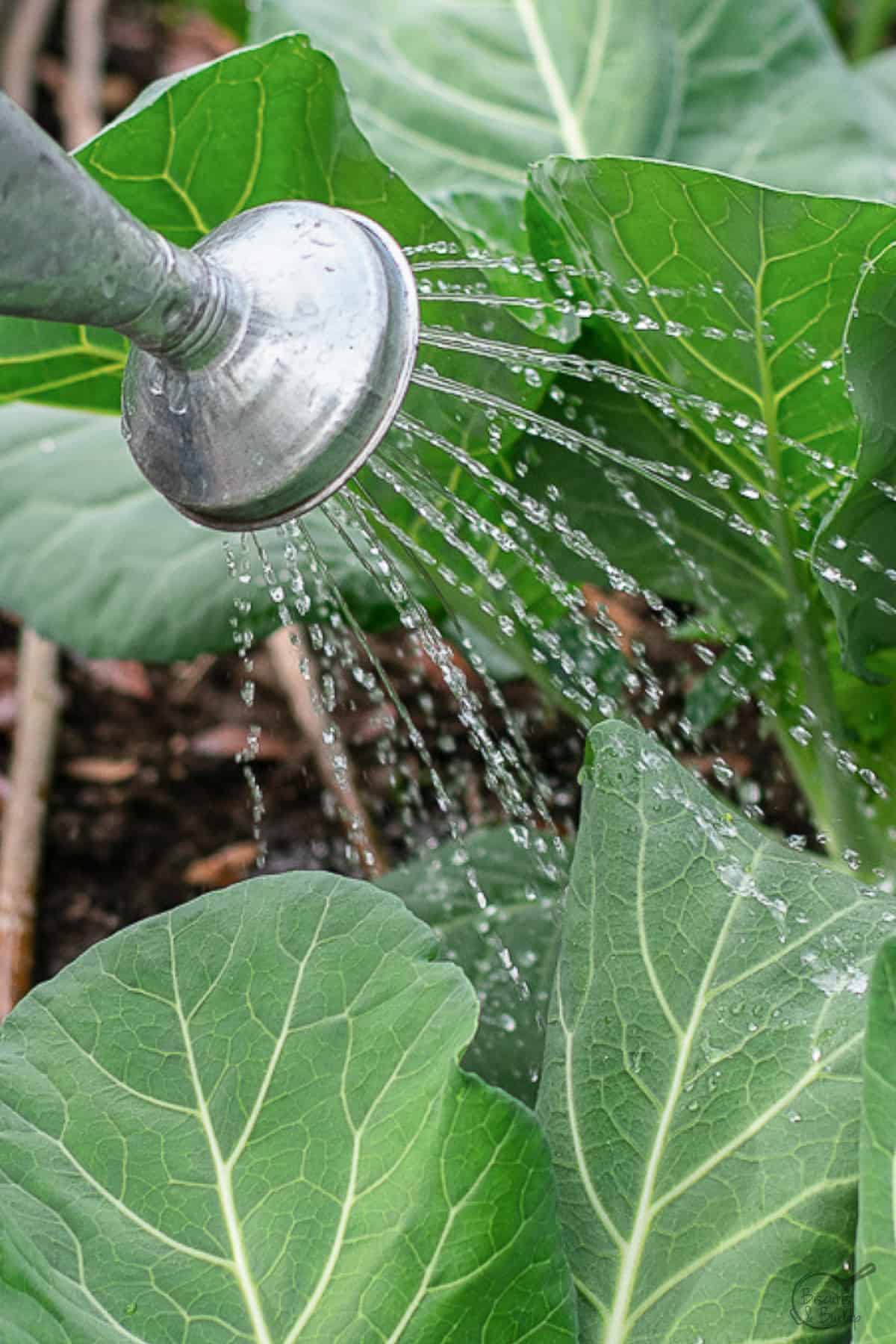 watering can sprinkling collard greens.