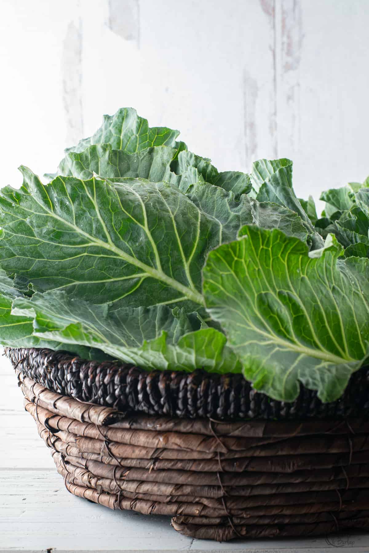 basket of fresh collard greens.