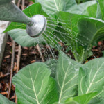 watering can sprinkling collard greens.