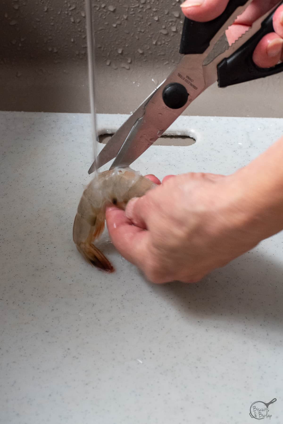 shears holding shrimp open under running water.