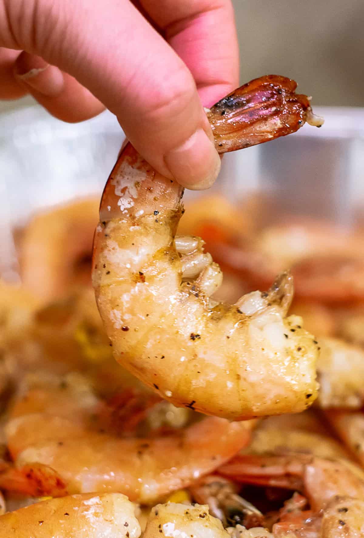 close up of one shrimp. 